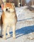 Akita inu cachorros nacidos el 31.07. 2022 - Foto 14