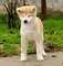 Akita inu cachorros nacidos el 31.07. 2022 - Foto 2