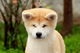 Akita inu cachorros nacidos el 31.07. 2022 - Foto 3