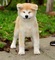 Akita inu cachorros nacidos el 31.07. 2022 - Foto 4