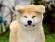 Akita inu cachorros nacidos el 31.07. 2022 - Foto 5