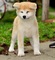 Akita inu cachorros nacidos el 31.07. 2022 - Foto 6