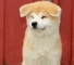 Akita inu cachorros nacidos el 31.07. 2022 - Foto 7