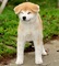 Akita inu cachorros nacidos el 31.07. 2022 - Foto 8