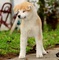 Akita inu cachorros nacidos el 31.07. 2022 - Foto 9