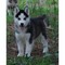 Amigables cachorros de husky siberiano +34613469246