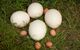 Avestruz y huevos fértiles para incubar