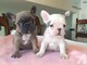 B Bulldogs franceses para regalos WhatsApp. (+34613392428) - Foto 1