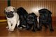 Bonitos cachorros pug de 12 semanas - Foto 1