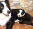 Border collie
