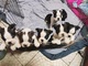 Boston terrier cachorros - dos machos y cuatro hembras - Foto 7