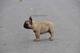 Bulldog francés, nacido el 07.06 - Foto 4