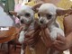 Cachorritos de chihuahua