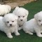 Cachorro de bichón maltés para regalar por whatsapp(+34613392428