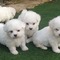 Cachorro de Bichón Maltés para regalar por whatsapp(+34613392428 - Foto 1