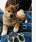 Cachorro shiba inu para regalar