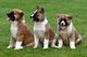 Cachorros akita inu