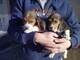 Cachorros beagle domesticados socialmente - Foto 1