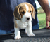 Cachorros beagle para ti - Foto 2