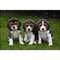 Cachorros beagle socialmente domesticados regalo