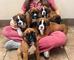 Cachorros boxer dorado disponibles para adopción +34 634 02 25 05 - Foto 1