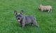 Cachorros bulldog frances de colores exoticos - Foto 2