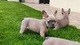 Cachorros bulldog frances de colores exoticos - Foto 5