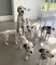 Cachorros dalmatas en adopcion