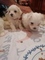 Cachorros de bichon maltés