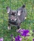 Cachorros de bulldog francés colores exóticos - Foto 2
