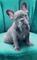Cachorros de bulldog francés colores exóticos - Foto 5