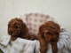 Cachorros de caniche albaricoque - Foto 2