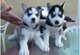 Cachorros de husky siberiano