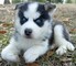 Cachorros de husky siberiano bien entrenados +34613469246