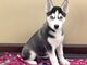 Cachorros de husky siberiano con ojos azules - Foto 1