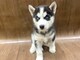 Cachorros de husky siberiano de ojos azules