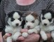 Cachorros de husky siberiano disponibles +34613469246