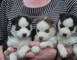 Cachorros de husky siberiano disponibles +34613469246