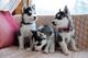 Cachorros de husky siberiano disponibles