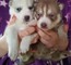 Cachorros de husky siberiano macho y hembra: +34613469246