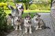 Cachorros de husky siberiano regalo