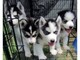 Cachorros de husky siberiano socializados +34613469246