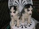 Cachorros Husky Siberiano +34613469246 - Foto 1