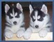 Cachorros husky siberiano ojos azules listo: +34613469246