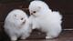 Cachorros lulu Pomerania disponables para adopcion - Foto 1