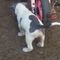 Cachorros pitbull para regalar whatsapp(+34613392428) - Foto 1