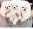 Cachorros pomerania pura raza