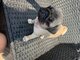 Cachorros pug para regalar