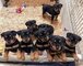 Cachorros rottweiler