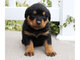 Cachorros rottweiler - Foto 1